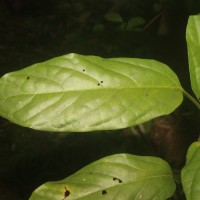 Clerodendrum smitinandii Moldenke